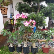 富贵花 沙漠玫瑰 RCN REAL LIVE PLANT RCN ADENIUM