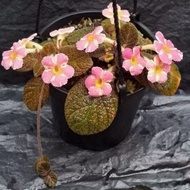 SG Episcia With Names in Dia.15cm Hanging pot (See Reviews Guaranteed Received Conditions)