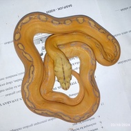 Retic Golden Child Sunfire Albino