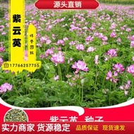 現貨 批發批發紫雲英種子 種籽牧種子 種籽紅花用野菜養蜂蜜源綠肥籽紫花苜蓿籽lzh