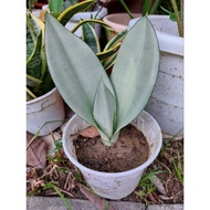Sansevieria Moonshine/snake plant