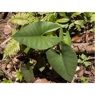 Alocasia Sbariuscula / Borneo Alocasia