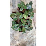 keladi caladium jessie