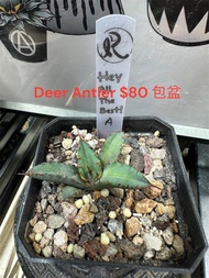 🔆🔆特價龍舌蘭芽發售🌈 💕金蟾，暴牙錦，狼人錦，立可白錦，白豪刺，白鯨黃覆輪錦，黑帝斯，綠幽靈，還有金剛（紅獅）芽  魔丸芽  蓝鲸黄覆輪錦芽 蓝鲸白覆輪錦芽 小岛中斑錦芽 嚴龍錦芽 鯊魚白中斑 白鲸