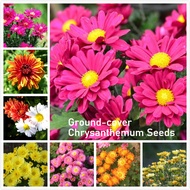 เมล็ดพันธุ์ เก๊กฮวยคลุมดิน บอนสี Ground-cover Chrysanthemum flower seeds เมล็ดบอนสี ต้นดอกไม้สวยๆ เม