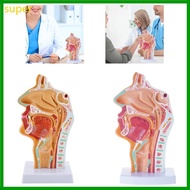 super Nasal Cavity Throat Anatomy Model Human Nasal Cavity Throat Anatomy Human Organs Model Patholo