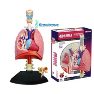 4D MASTER STEM Human Respiratory, Lung Anatomy Detachable Model for Science MBBS University