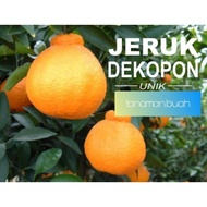 eY7 bibit jeruk dekopon sudah berbuah