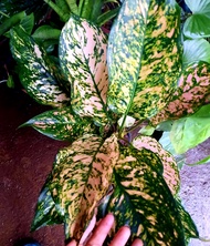 Aglaonema EttaRose Thailand Variety Rare