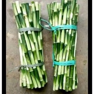 Lucky Bamboo Chinese/ Fortune