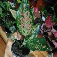 ❈✁✙Aglaonema Pink Dalmatian live plants...+ FREEBIES.