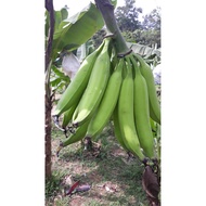 POKOK PISANG TANDUK{SULUR} HELANG ISI OREN BILA MASAK