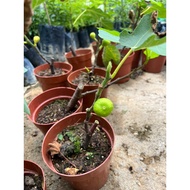 Buah Tin - Fiq Plant