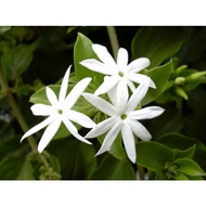 Star Jasmine real live plant 白花藤星星茉莉 anak pokok hidup  bunga jasmine