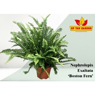 KF - Boston Fern - Nephrolepis exaltata // Live Plants // KFTANGARDEN