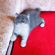 Kucing british shorthair betina gemoy