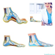 jenniferag.my Normal Foot Anatomy Model Flat Foot Anatomy Model  Arched Foot Anatomy Model Including