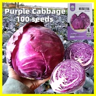 F1 Hybrid Purple Cabbage Seeds for Planting - 100% Fresh 100seeds Red Acre Cabbage Seeds 红包菜种子 甘蓝种子 