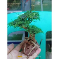 ♞,♘,♙bonsai tree with free moss for aquarium good for betta tank to 2.5 gallon