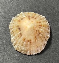 笠螺 Patella depressa   A1904