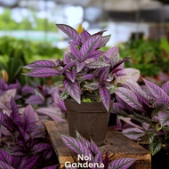 Persian Shield 波斯红草 – Iridescent Purple Foliage, Collector’s Foliage Plant