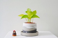 室內植物•黃金葛水泥盆栽 / 可客製英文字母