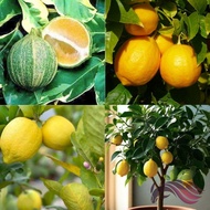 Lemon Batik Hybrid Lemon Kuning Lemon Wangi Fragrant Lemon 柠檬树苗 香水柠檬 by LS Group