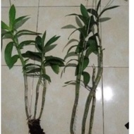 [New] Anggrek Dendrobium Albertine dewasa