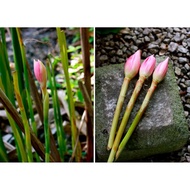 FRESH KANTAN FLOWERS FROM LADANG