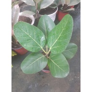 ficus audrey rubber tree.(ship for Luzon only)