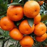Bibit buah jeruk santang madu super
