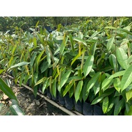 🔥PROMOSI🔥BENIH DURIAN TUPAI KING D214 ORIGINAL PENANG