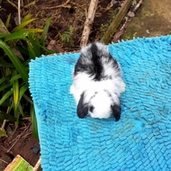 Kelinci Fuzzy Lop Anakan