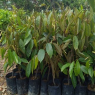 Anak pokok Durian Musang King