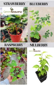 GHZ-Berries plant Raspbery Mulbery Strawbery Blueberry Pelbagai jenis anak pokok beri