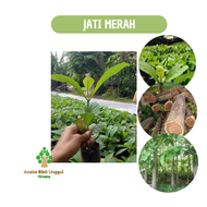 PAKET 3 BIBIT JATI MERAH SUPER POHON JATI MERAH KAYU JATI MERAH Aneka bibit unggul NIRWANA