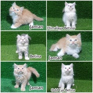 Jual Kitten Persia Flatnose 2.5 Bulan Lucu Anak Kucing Anggora Angora