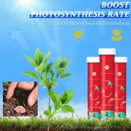 Slow-Release Tablet Organic-Fertilizer Potted Flower Succulents Nutrition Tablets for Ferns