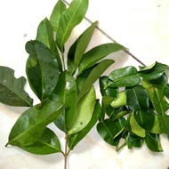 REDY Fresh bay leaves ADN