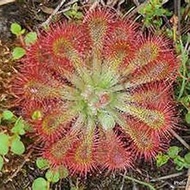 2017 New Arrl !!! 200 PCS Green s Family Food Cordyceps Seeds Weird Magic Venus Flytrap ivorous Seed