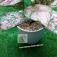 Spesial Bibit Tanaman Hias Aglonema Lady Valentine Pink Real Plant
