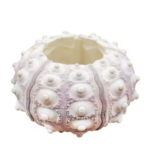OOTDTY Air Plants Sea Urchin Tabletop Tillandsia Holder Flower Pot Miniature Gardening Decorations