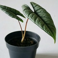 TANAMAN ALOCASIA BISMA