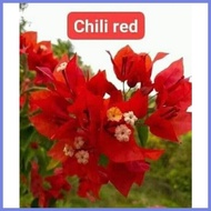 ㍿ ✌ ✢ SALE!!! ROOTED RARE BOUGAINVILLEA