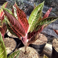 Aglaonema Red Sumatera