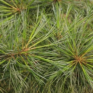 Ready Stock Fast Shipping Qiuyang Seed Industry Red Pine Seeds Edible Pine Seeds Saplings Sea Pine C