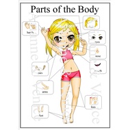 A4/A5 Size Laminated Parts of the Body Chart for Kids and Online ESL Teachers