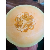 rock melon / golden melon