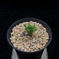 SG2204-稀有幹氏大戟實生苗🔥多肉植物小盆栽禮物🔥