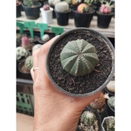 Obesa euphorbia